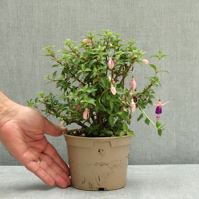 Esemplare di Fuchsia Lambada - Fucsia Vaso da Ø 12 cm / 13 cm consegnato in estate