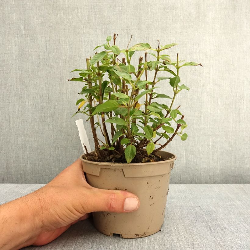 Fuchsia Lambada - Fucsia Vaso da Ø 12 cm / 13 cm esemplare consegnato in primavera