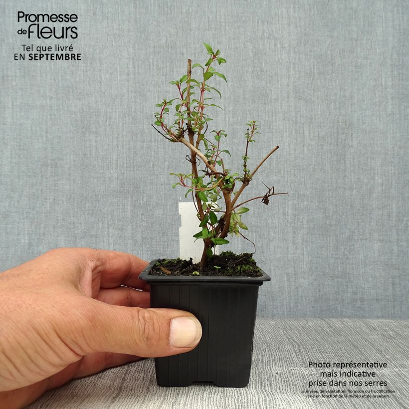 Esemplare di Fuchsia magellanica Arauco - Fucsia Vasetto da 8/9 cm come consegnato in autunno