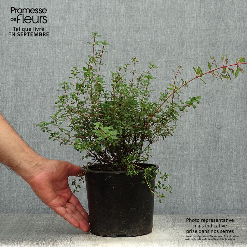 Esemplare di Fuchsia magellanica Arauco - Fucsia Vaso da 1,5L/2L come consegnato in autunno