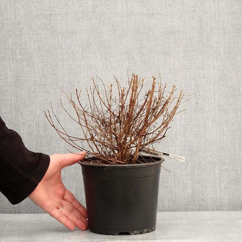 Fuchsia magellanica Arauco - Fucsia Vaso da 1,5L/2L esemplare consegnato in inverno