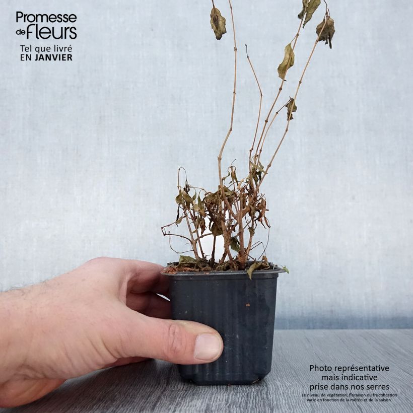 Fuchsia magellanica - Fucsia Vasetto da 8/9 cm esemplare consegnato in inverno