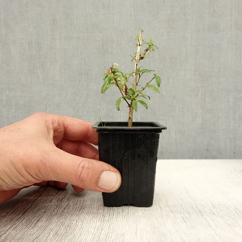 Esemplare di Fuchsia magellanica Hawkshead - Fucsia Vasetto da 7/8 cm come consegnato in autunno