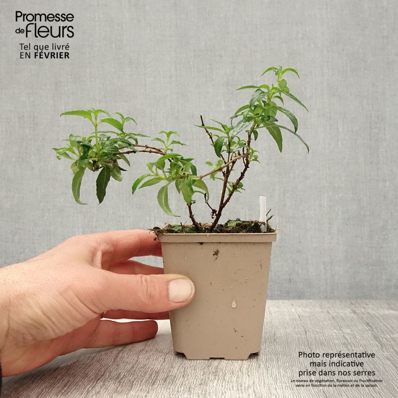 Fuchsia magellanica Hawkshead - Fucsia Vasetto da 7/8 cm esemplare consegnato in inverno