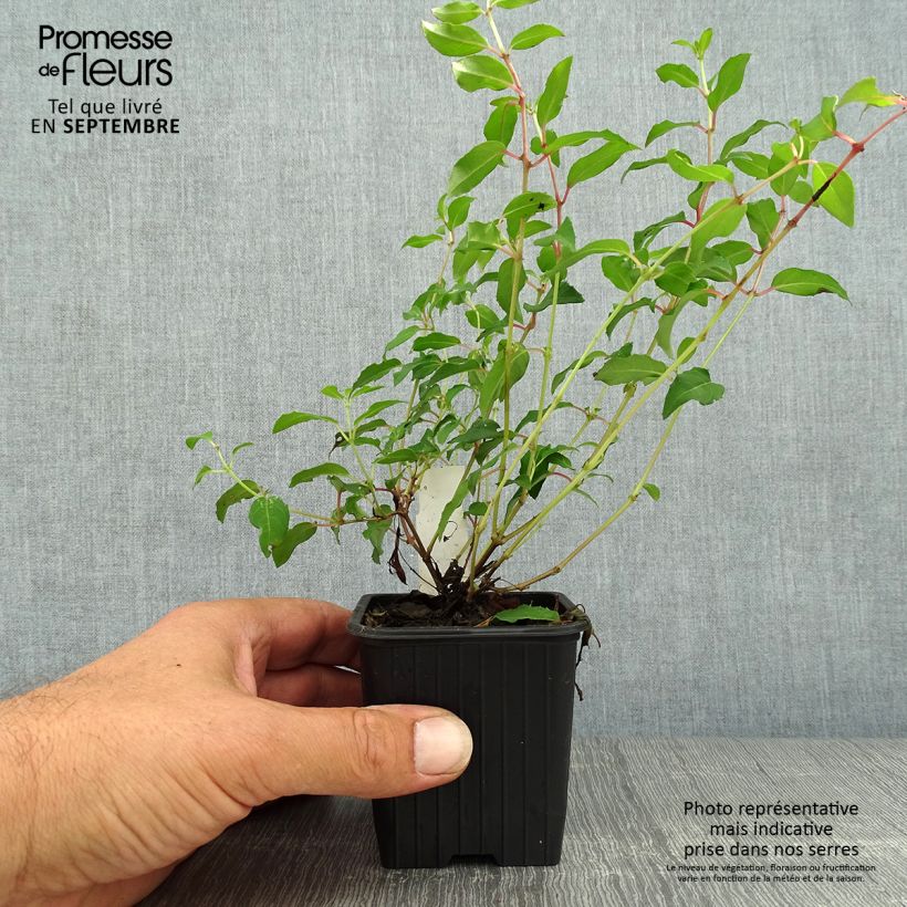 Esemplare di Fuchsia magellanica Riccartonii - Fucsia Vasetto da 8/9 cm come consegnato in autunno