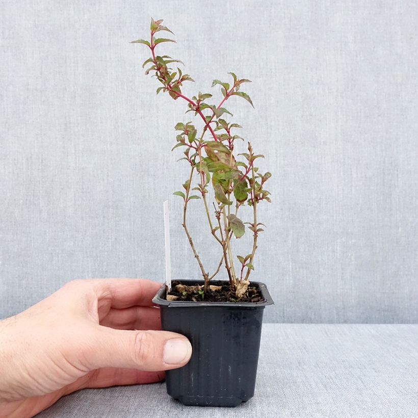 Fuchsia Snow Cap - Fucsia Vasetto da 8/9 cm esemplare consegnato in primavera