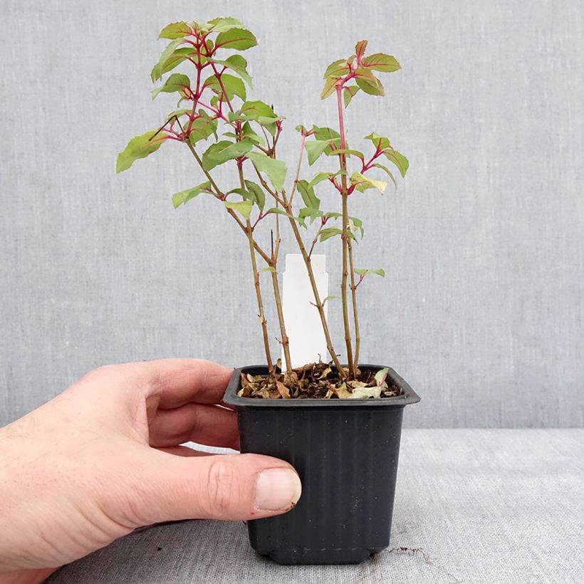 Fuchsia Snow Cap - Fucsia Vasetto da 8/9 cm esemplare consegnato in inverno