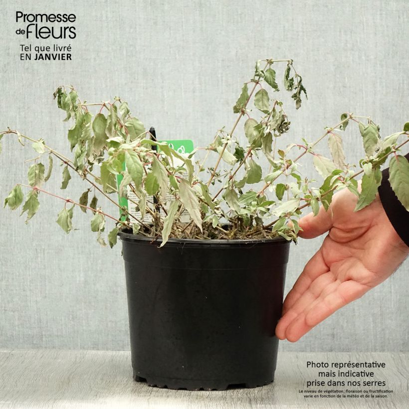Fuchsia magellanica Tricolorii - Fucsia Vaso da 2L/3L esemplare consegnato in inverno