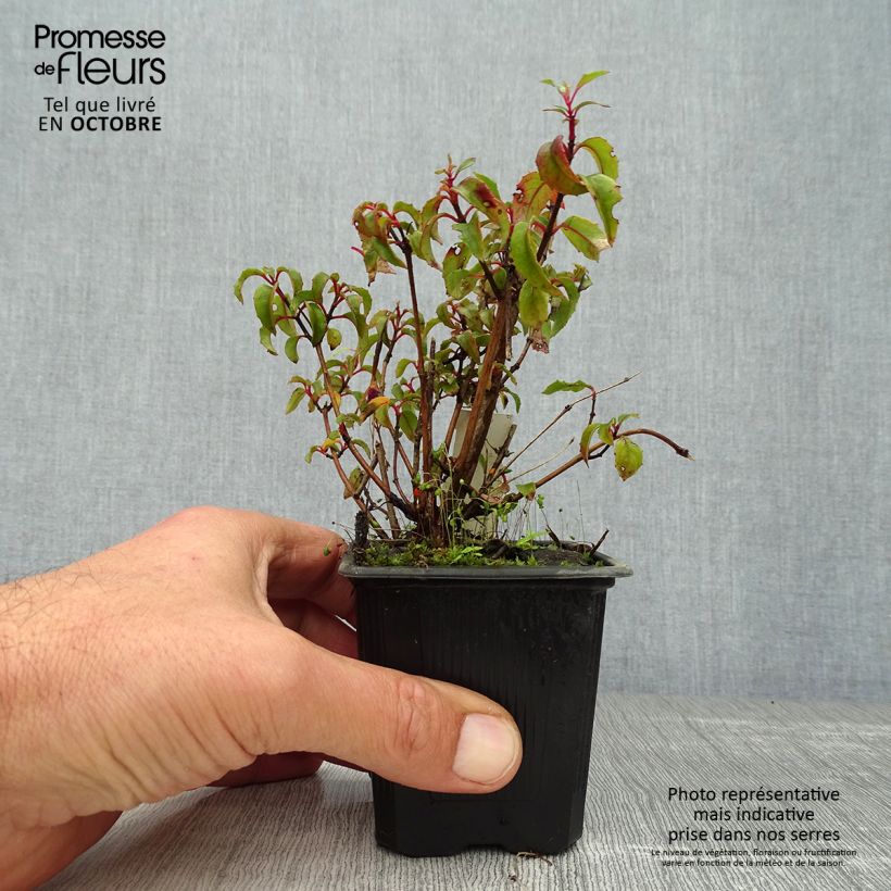 Esemplare di Fuchsia magellanica var. gracilis - Fucsia Vasetto da 8/9 cm come consegnato in autunno