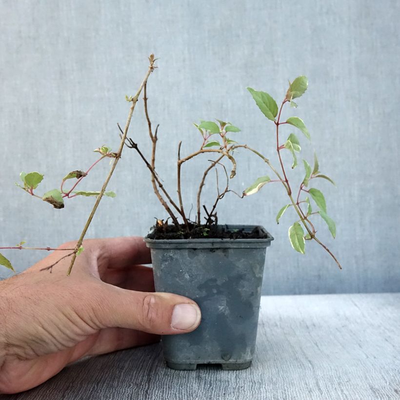 Esemplare di Fuchsia magellanica Versicolor - Fucsia Vasetto da 7/8 cm come consegnato in autunno