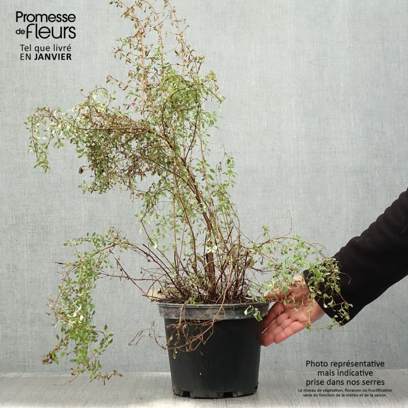 Fuchsia microphylla subsp. microphylla - Fucsia Vaso da 4L/5L esemplare consegnato in inverno