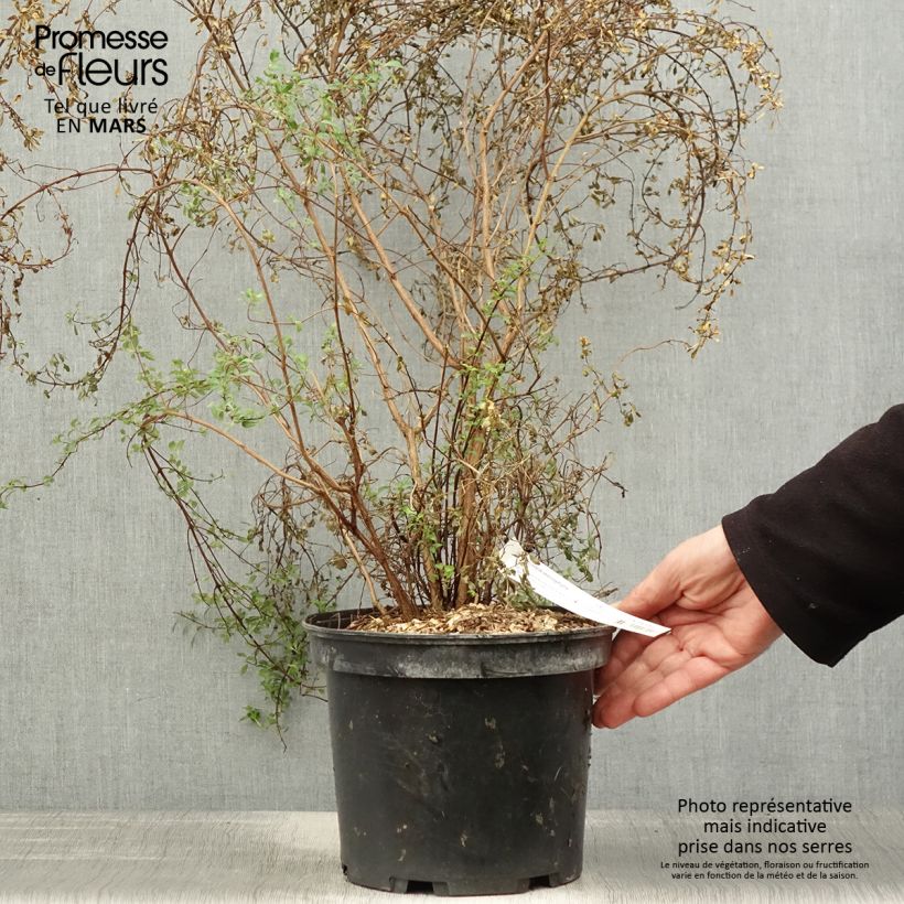 Fuchsia microphylla subsp. microphylla - Fucsia Vaso da 4L/5L esemplare consegnato in primavera