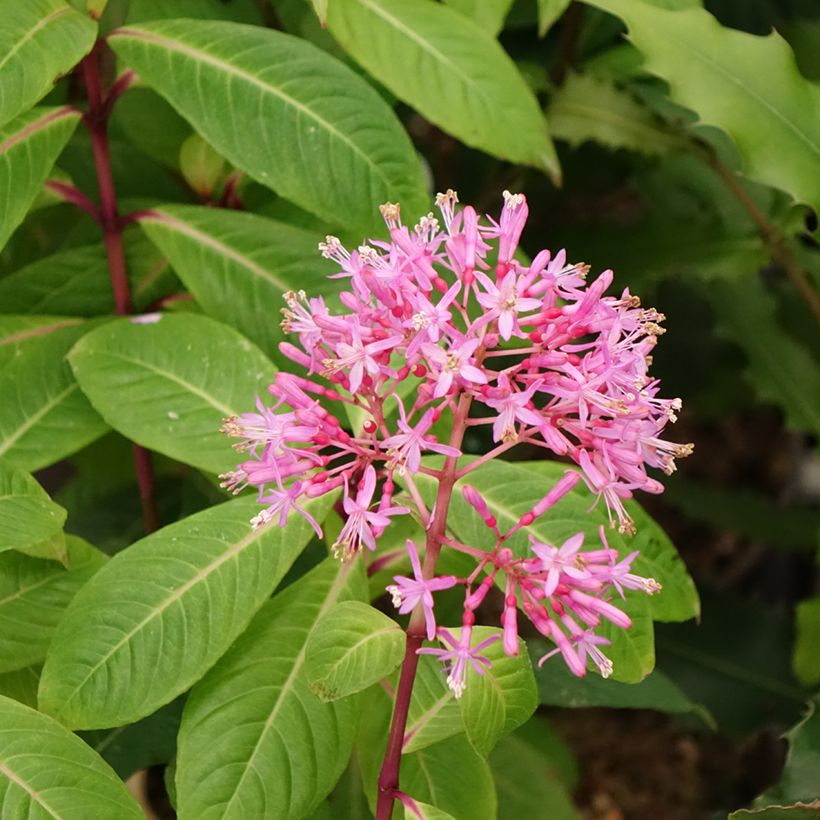 Fuchsia paniculata - Fucsia (Fioritura)