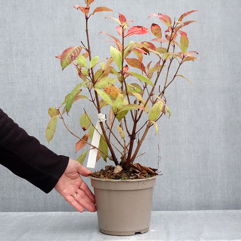 Esemplare di Fuchsia paniculata - Fucsia Vaso da 4L/5L come consegnato in autunno
