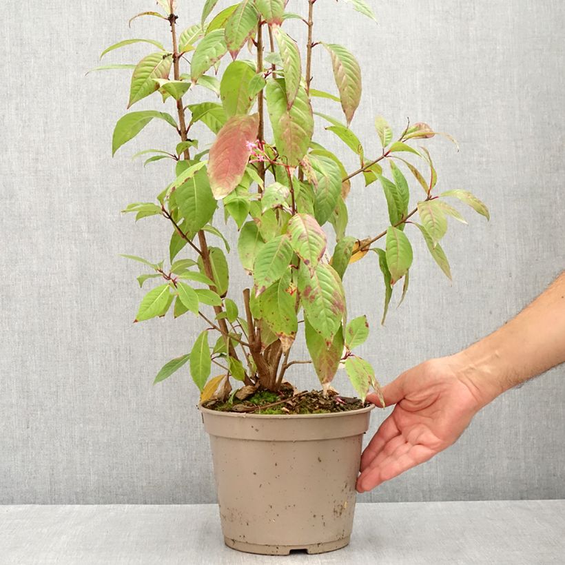 Esemplare di Fuchsia paniculata - Fucsia Vaso da 4L/5L consegnato in estate