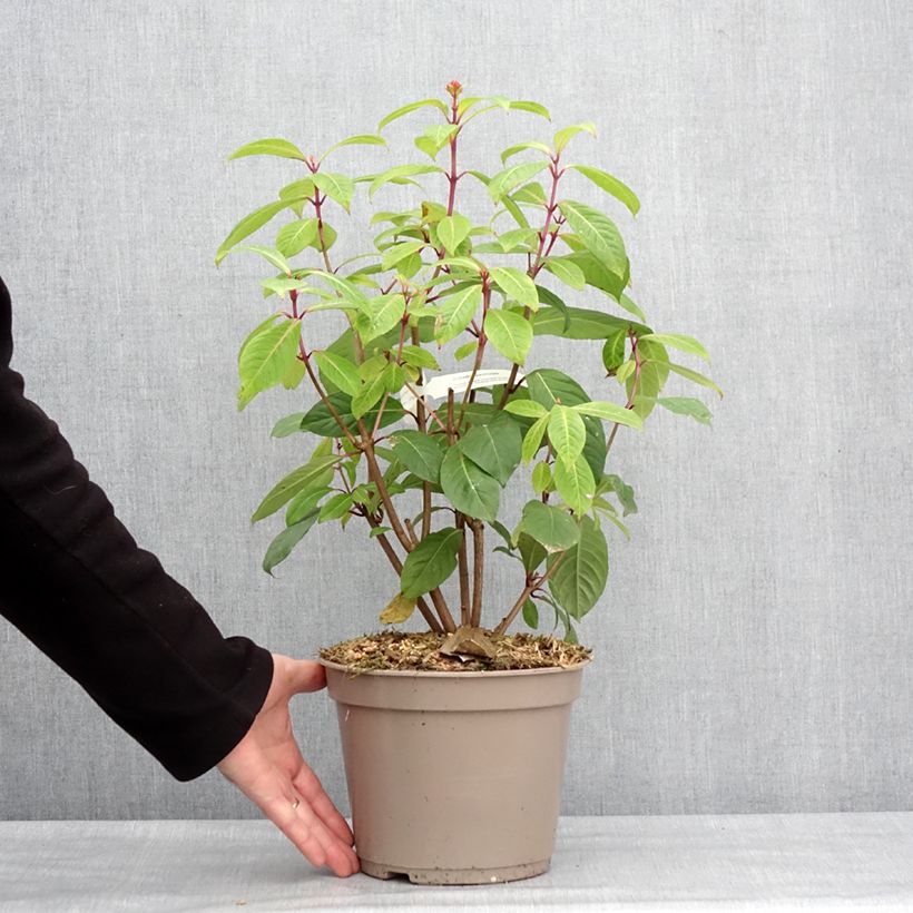 Fuchsia paniculata - Fucsia Vaso da 4L/5L esemplare consegnato in inverno