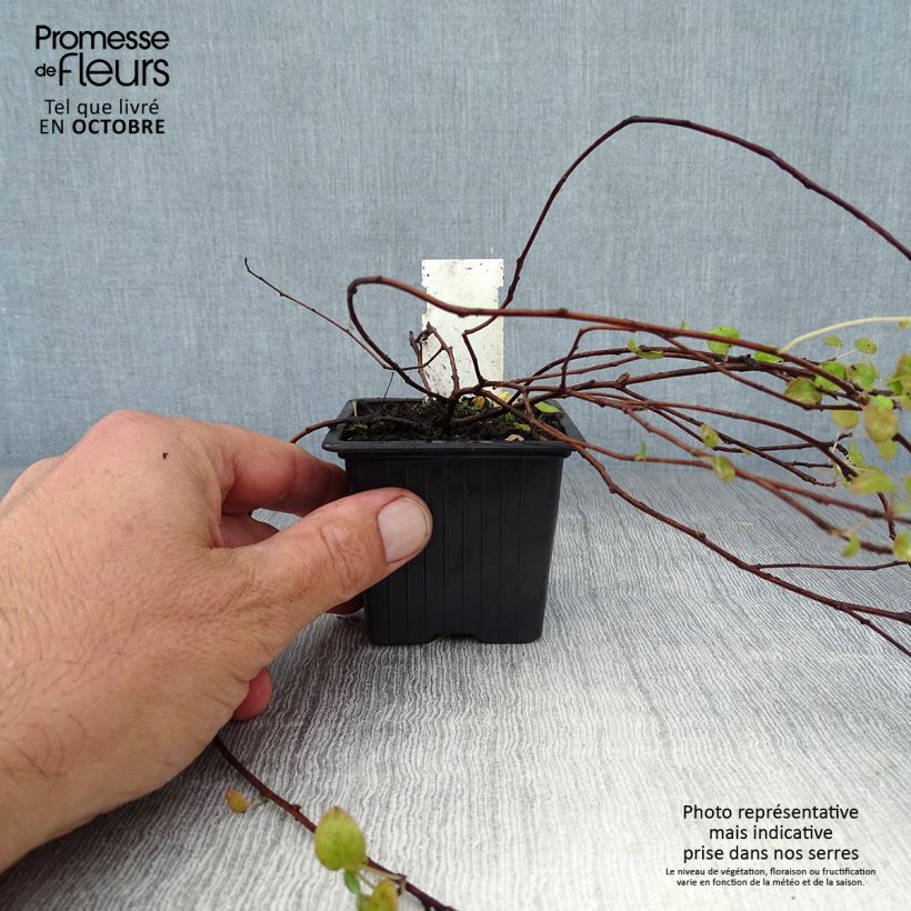 Esemplare di Fuchsia procumbens - Fucsia Vasetto da 8/9 cm come consegnato in autunno
