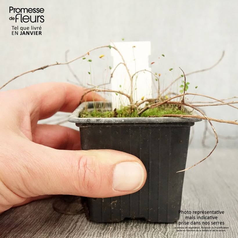 Fuchsia procumbens - Fucsia Vasetto da 8/9 cm esemplare consegnato in inverno