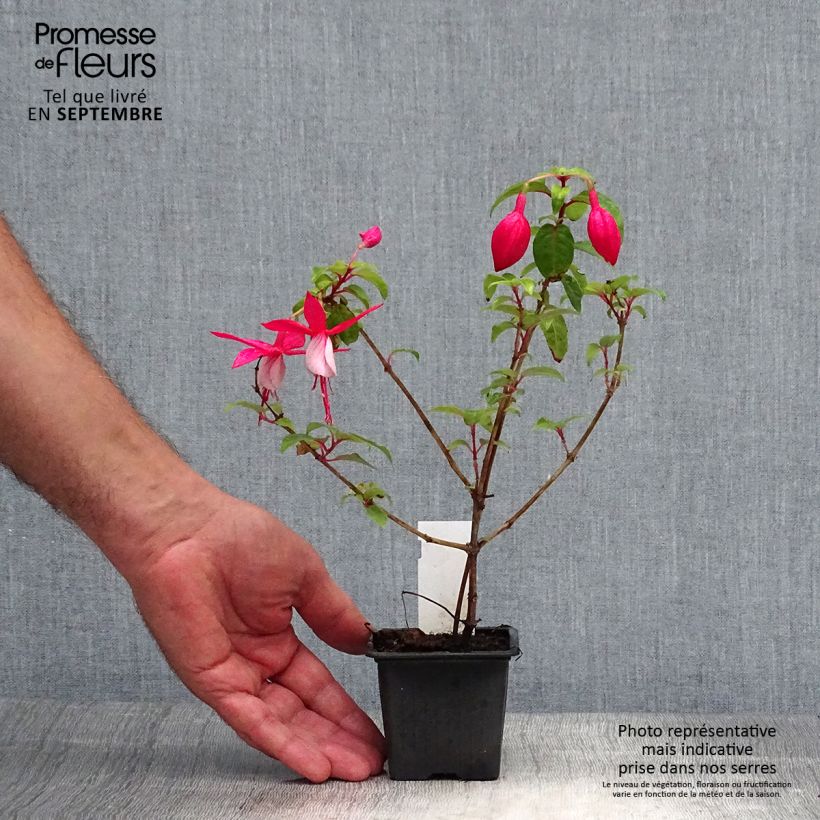 Esemplare di Fuchsia R.A.F - Fucsia Vasetto da 8/9 cm come consegnato in autunno
