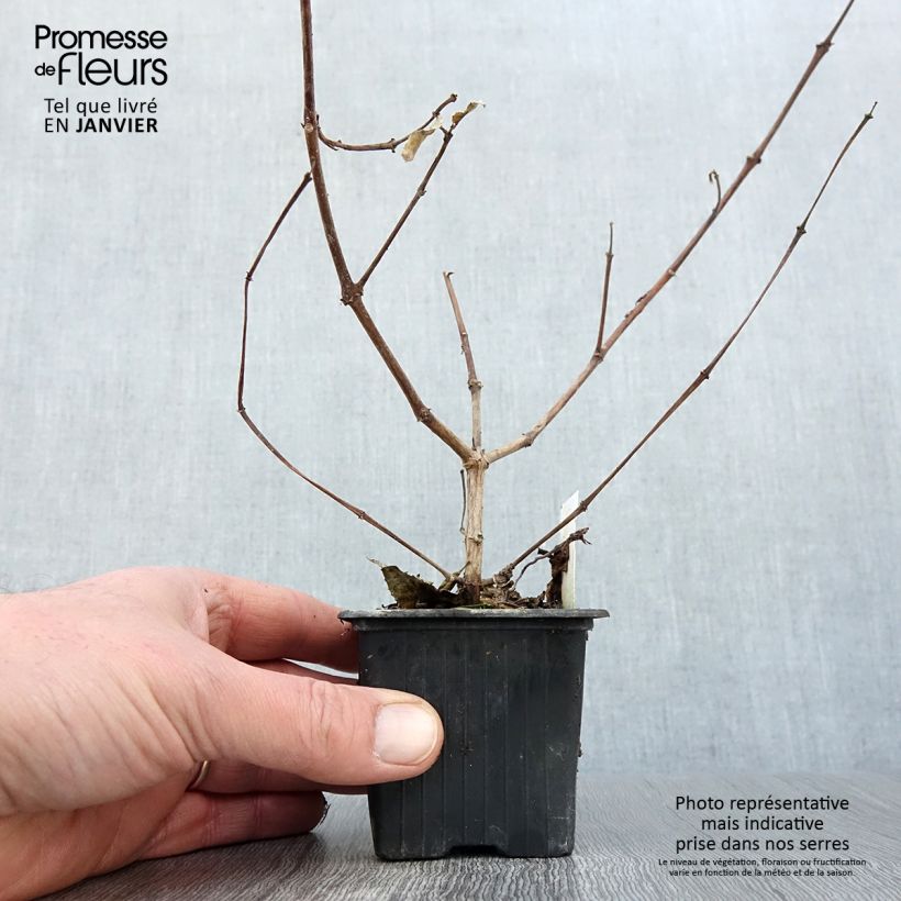 Fuchsia R.A.F - Fucsia Vasetto da 8/9 cm esemplare consegnato in inverno