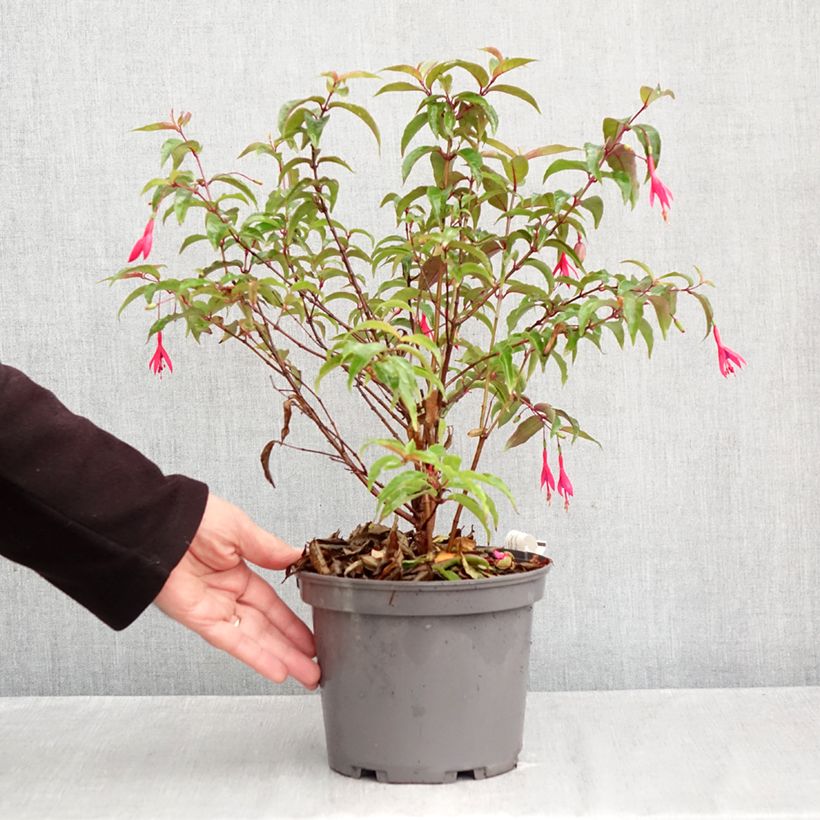Esemplare di Fuchsia regia Regal - Fucsia Vaso da 3L/4L come consegnato in autunno