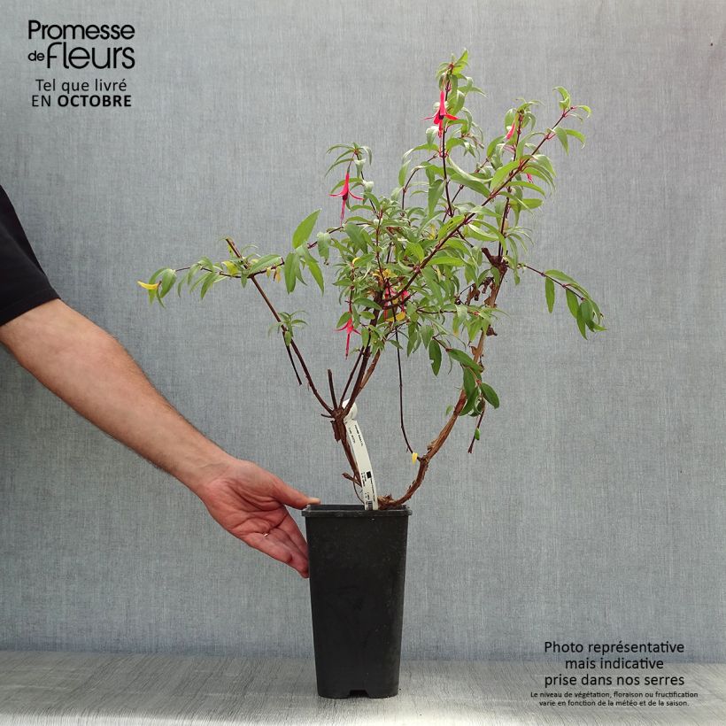 Esemplare di Fuchsia regia Reitzii - Fucsia Vaso da 2L/3L come consegnato in autunno