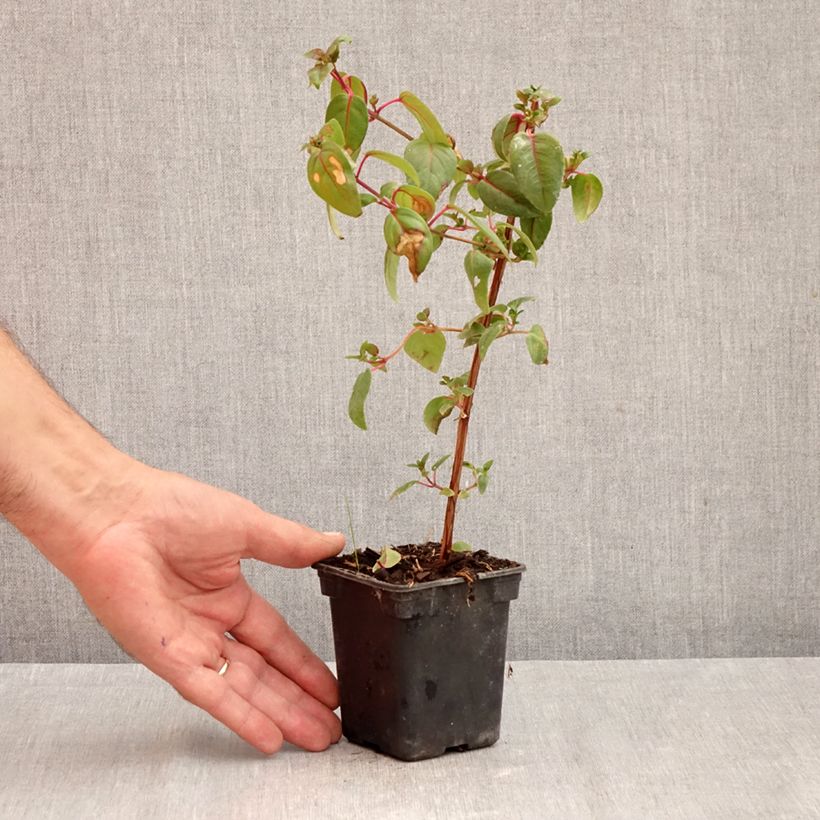 Esemplare di Fuchsia Dark Eyes - Fucsia Vasetto da 7/8 cm come consegnato in autunno