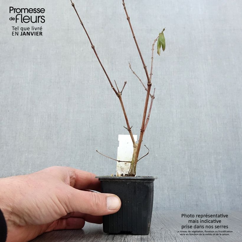 Fuchsia Rohees New Millenium - Fucsia Vasetto da 8/9 cm esemplare consegnato in inverno