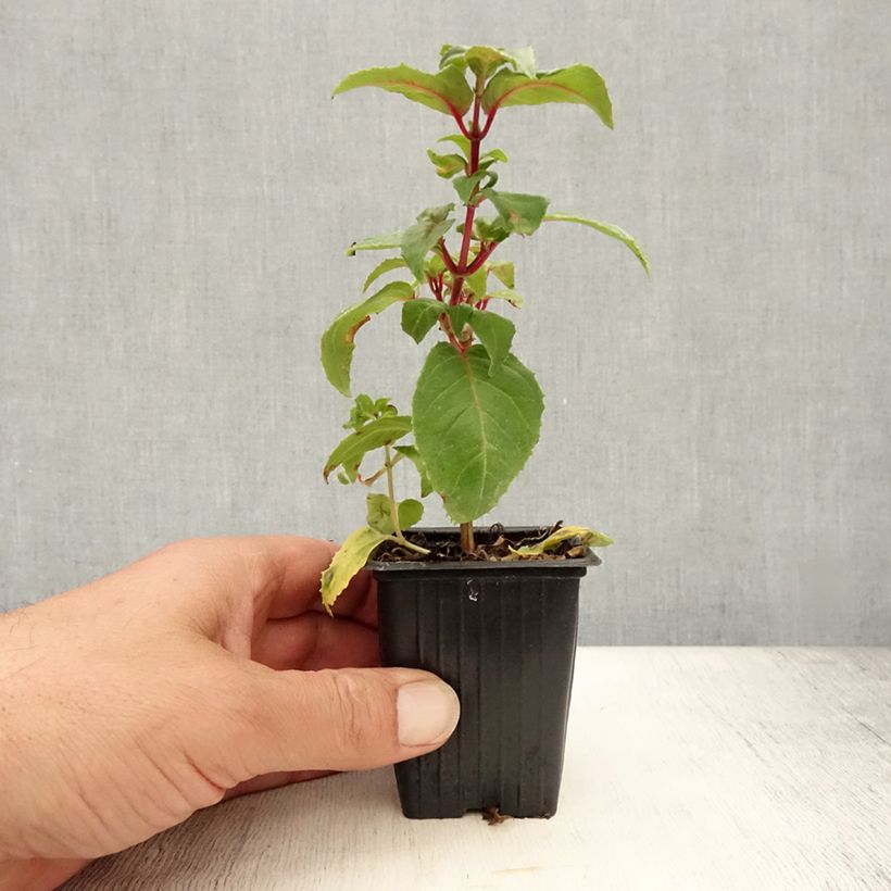 Esemplare di Fuchsia Royal Mosaïc - Fucsia Vasetto da 7/8 cm consegnato in estate