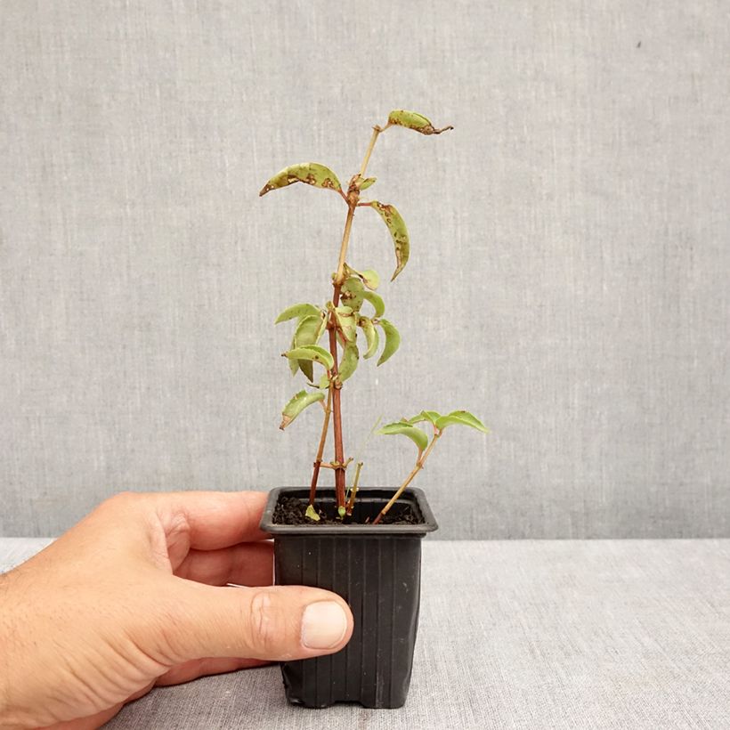 Esemplare di Fuchsia Royal Mosaïc - Fucsia Vasetto da 7/8 cm consegnato in estate