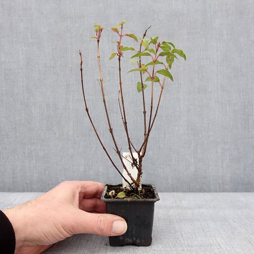 Fucsia Alice Hoffman Vasetto da 8/9 cm esemplare consegnato in inverno