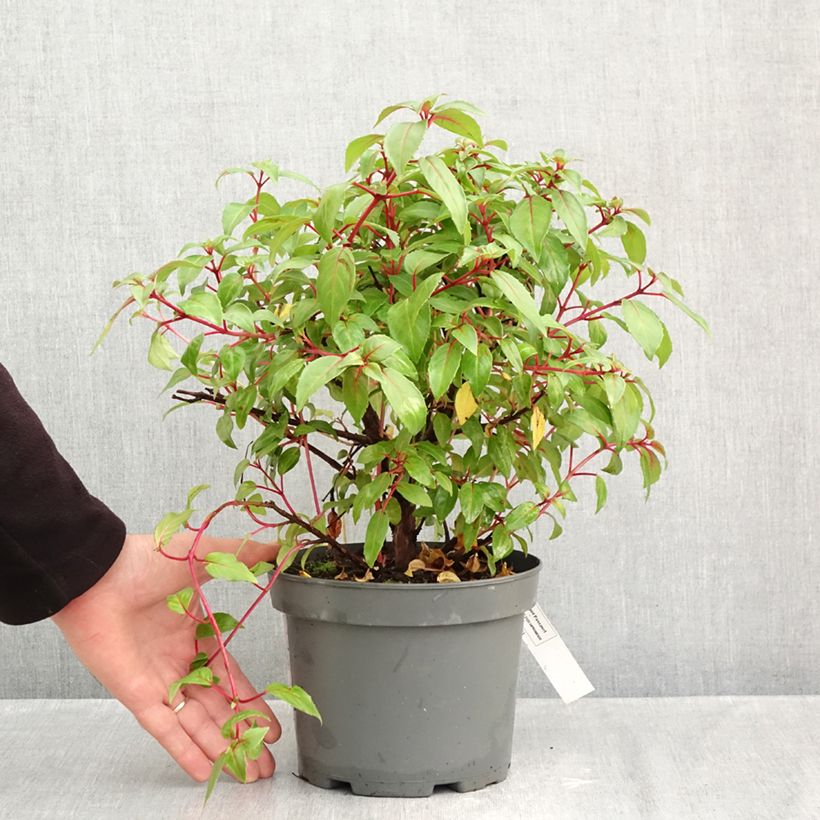 Esemplare di Fuchsia rustique Charming Pot de 3L/4L come consegnato in autunno