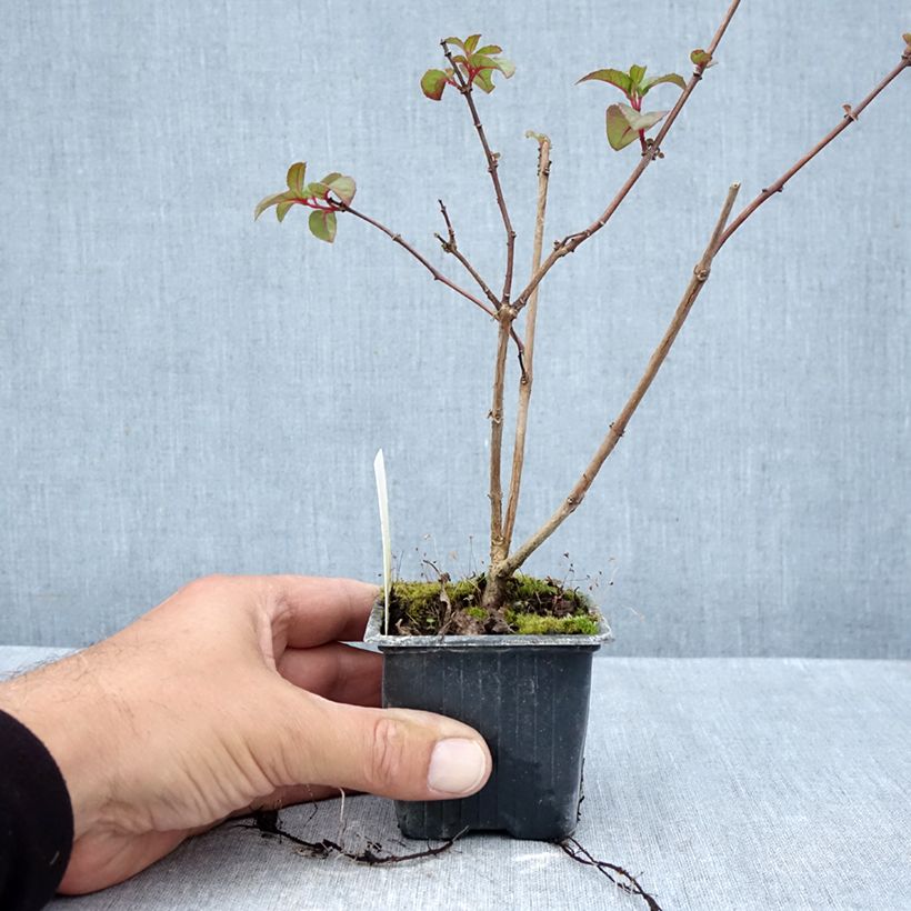 Esemplare di Fuchsia Douce France - Fucsia Vasetto da 8/9 cm come consegnato in autunno