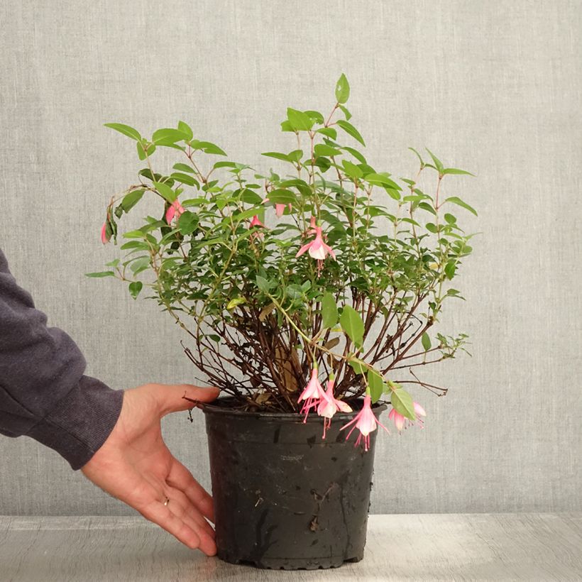 Esemplare di Fuchsia Lady Thumb - Fucsia Vaso da 2L/3L come consegnato in autunno