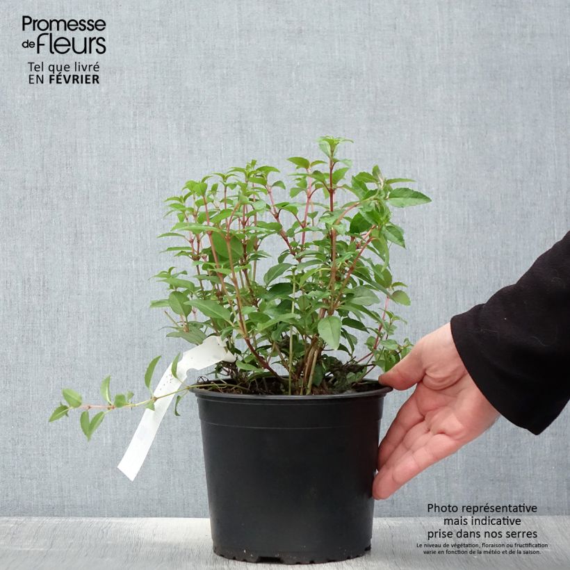 Fuchsia Lady Thumb - Fucsia Vaso da 2L/3L esemplare consegnato in inverno