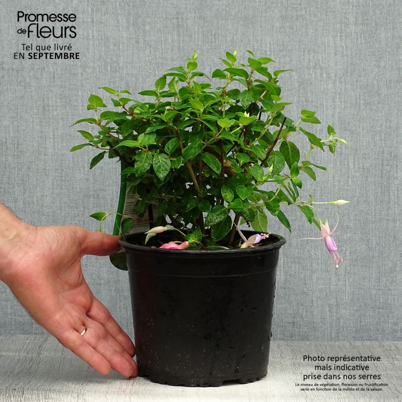 Esemplare di Fuchsia Margaret - Fucsia Vaso da 2L/3L come consegnato in autunno