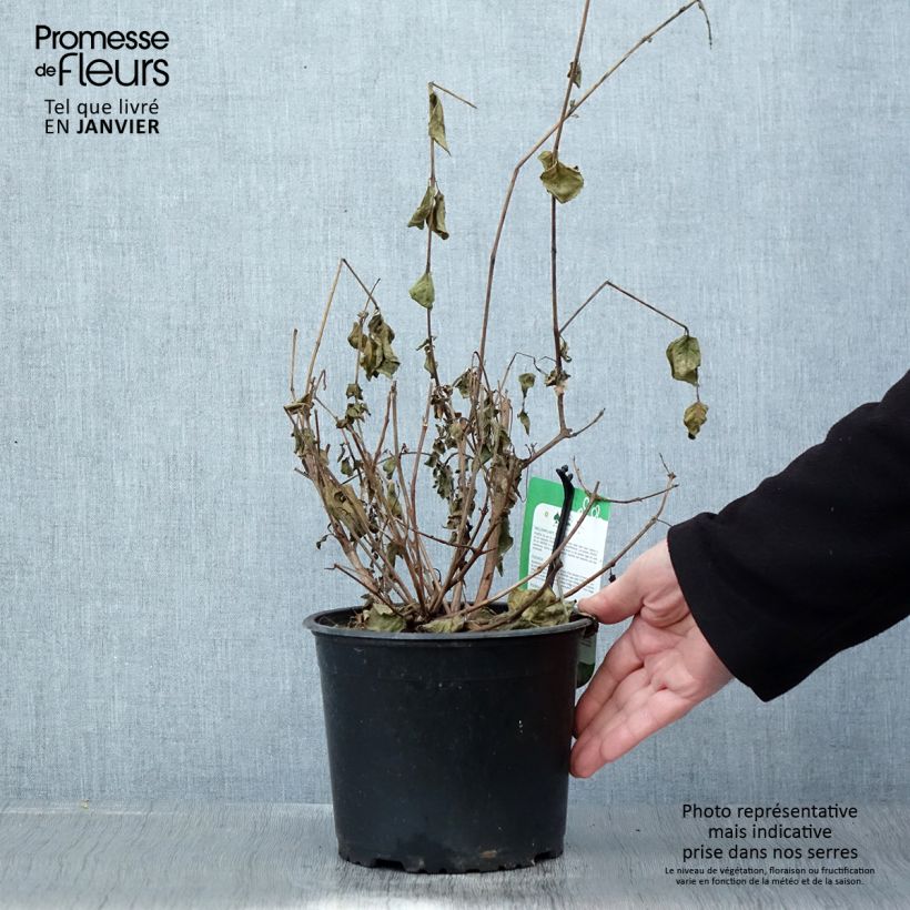 Fuchsia Margaret - Fucsia Vaso da 2L/3L esemplare consegnato in inverno