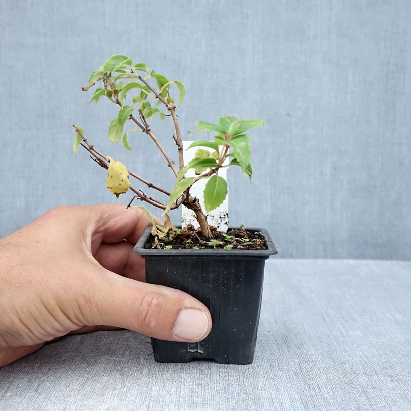 Esemplare di Fuchsia Margaret Thatcher - Fucsia Vasetto da 8/9 cm come consegnato in autunno