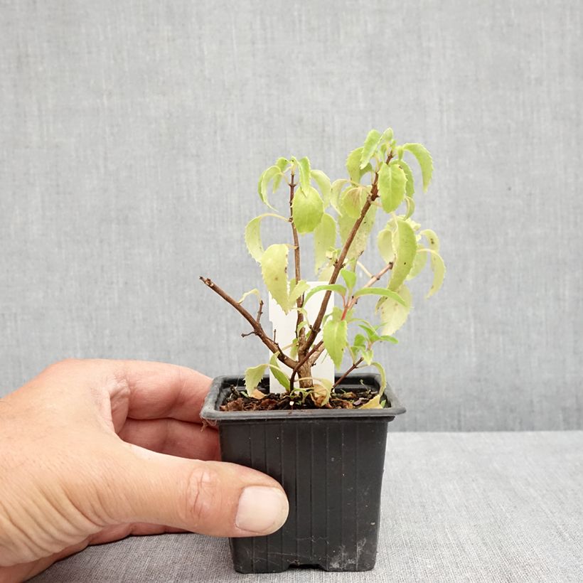 Esemplare di Fuchsia Margaret Thatcher - Fucsia Vasetto da 8/9 cm consegnato in estate