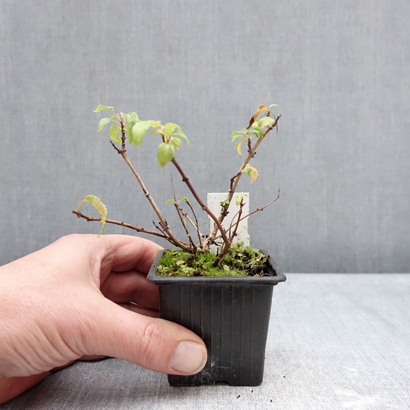 Fuchsia Margaret Thatcher - Fucsia Vasetto da 8/9 cm esemplare consegnato in inverno