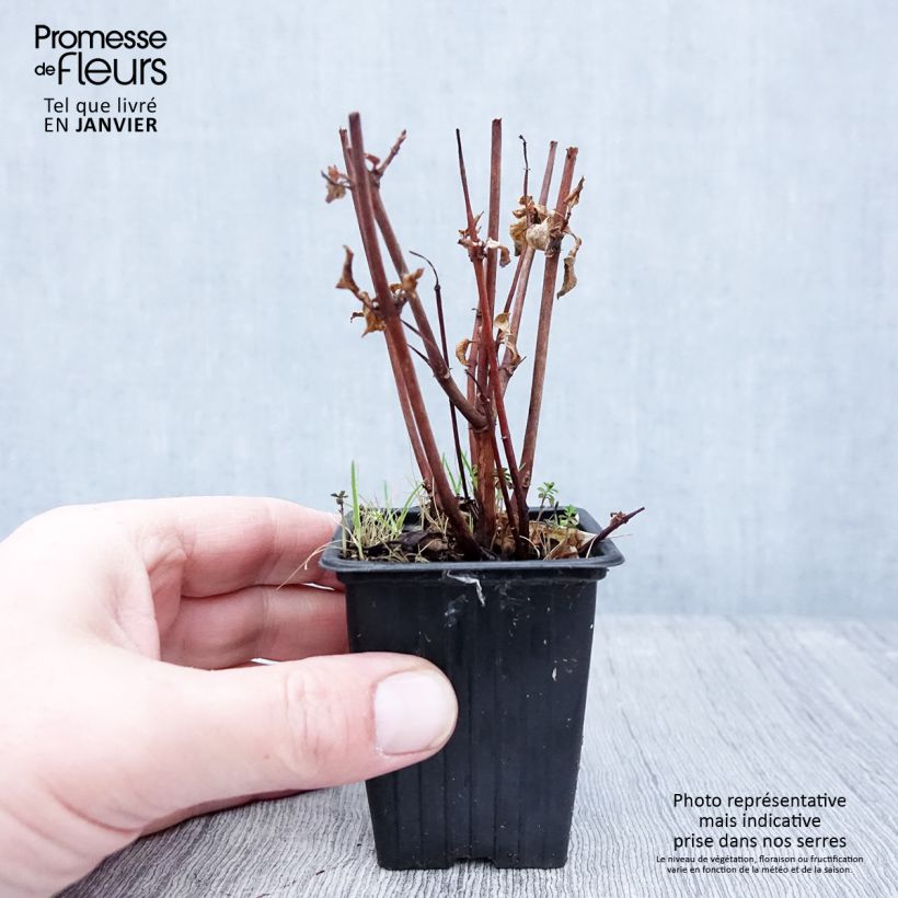 Fuchsia Marjory Blake - Fucsia Vasetto da 7/8 cm esemplare consegnato in inverno