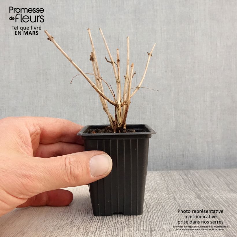 Fuchsia Marjory Blake - Fucsia Vasetto da 7/8 cm esemplare consegnato in primavera