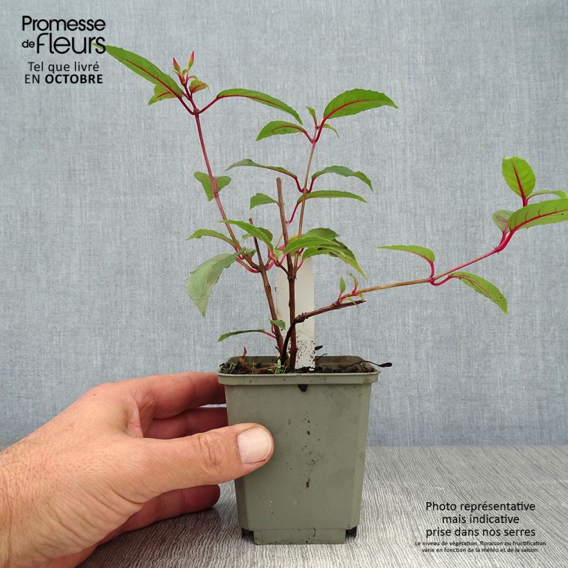 Esemplare di Fuchsia Mme Cornelissen - Fucsia Vasetto da 7/8 cm come consegnato in autunno