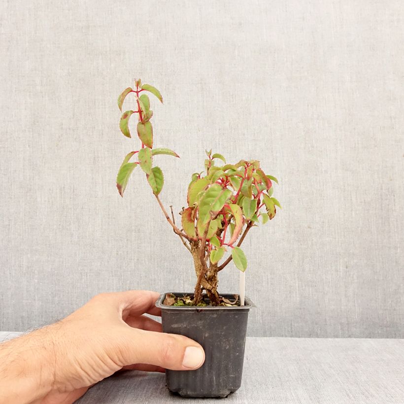 Esemplare di Fuchsia Mrs Popple - Fucsia Vasetto da 8/9 cm come consegnato in autunno