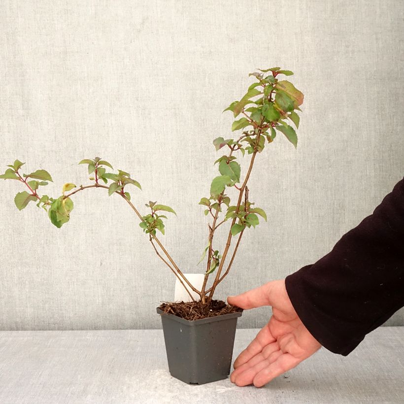 Fuchsia Mrs Popple - Fucsia Vasetto da 8/9 cm esemplare consegnato in primavera