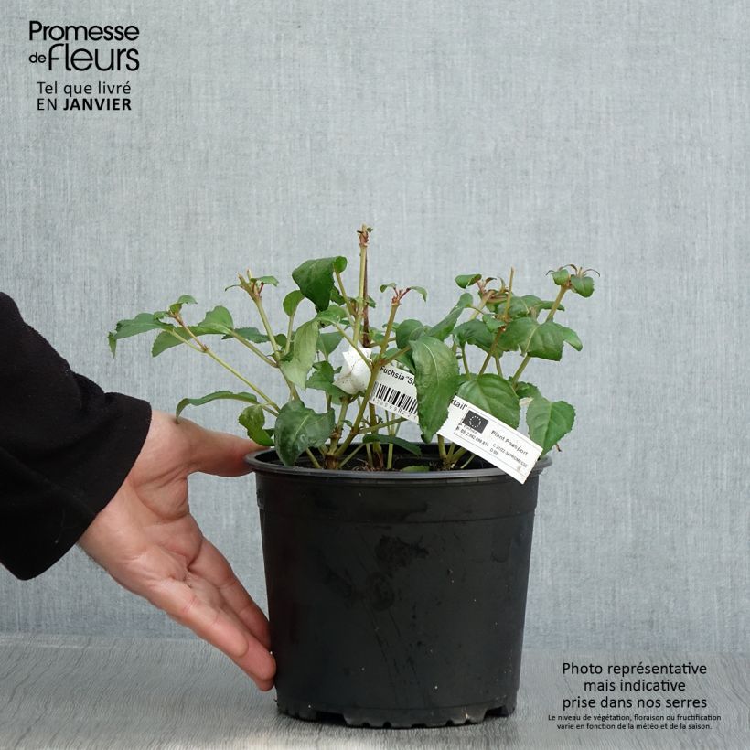 Fuchsia Shrimp Cocktail - Fucsia Vaso da 2L/3L esemplare consegnato in inverno