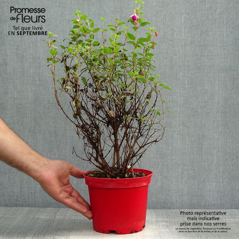 Esemplare di Fuchsia Tom Thumb - Fucsia Vaso da 2L/3L come consegnato in autunno