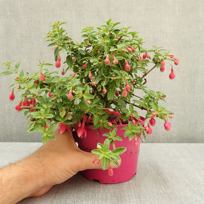 Esemplare di Fuchsia rustique Tom Thumb (Tom Pouce) Pot de 12 cm / 13 cm consegnato in estate