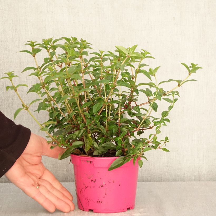 Fuchsia Tom Thumb - Fucsia Vaso da Ø 12 cm / 13 cm esemplare consegnato in primavera