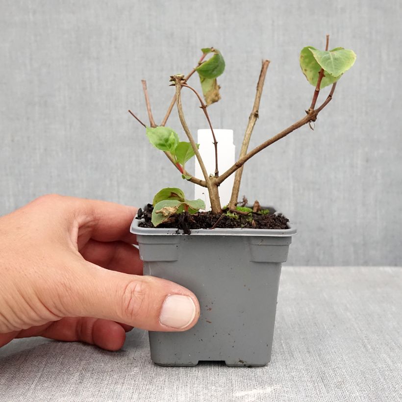 Esemplare di Fuchsia White King - Fucsia Vasetto da 8/9 cm come consegnato in autunno